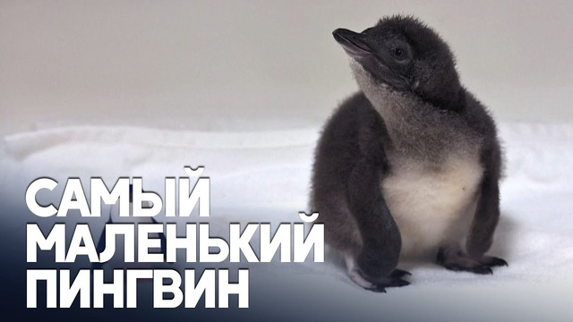 Птенца голубого пингвина показали в аквариуме «Берч» в Калифорнии
