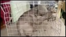 В лесах Китая поймали неизвестное науке существо