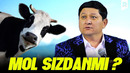 Avaz Oxun – Mol sizdanmi