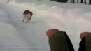 Опасный котяра