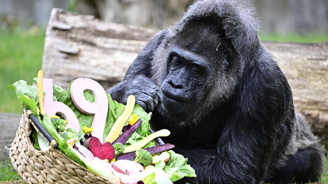 Самой старой в мире горилле Фату исполнилось 69 лет