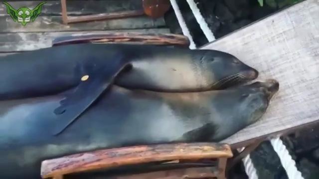 ЛУЧШИЕ ПРИКОЛЫ 2017 ДЕКАБРЬ | Лучшая Подборка Приколов ТОПОВЫЕ Приколы # 206