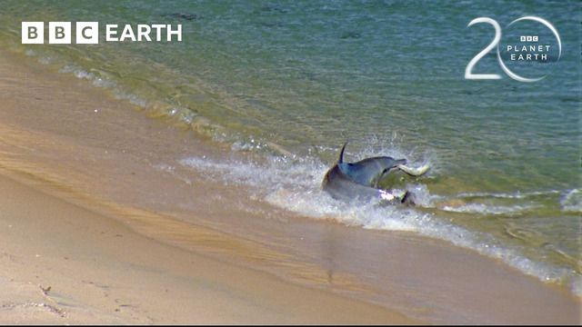 The Unique Trick Dolphins Use to Hunt | 20 Years of Planet Earth | BBC Earth