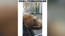 Лучшие приколы 2019 ноябрь 40 ржака до слез тест на психику засмеялся – подписался
