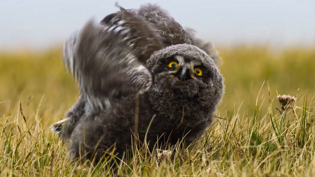 Fluffy Owl Chicks Learn to Fly | Frozen Planet II | BBC Earth