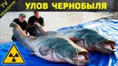 Правда и мифы о Чернобыле, которых вы не знали