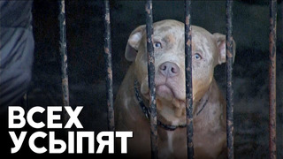 Собак породы американский булли XL усыпят в Великобритании