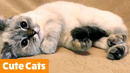 Cutest Cat Bloopers | Funny Pet Videos