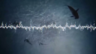 КОСАТКА – Суперхищник, убивающий китов, дельфинов и даже оленей