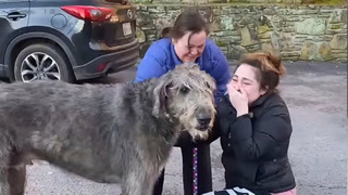 These Animals Reunited With their Owners After Years Apart