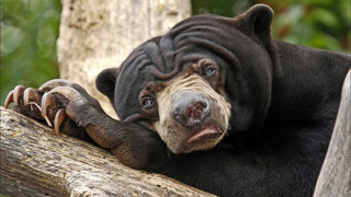 БИРУАНГ – необычный малайский медведь, который ест насекомых и вьет себе гнезда