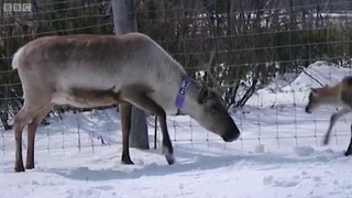 Top 5 Reindeer Moments | BBC Earth