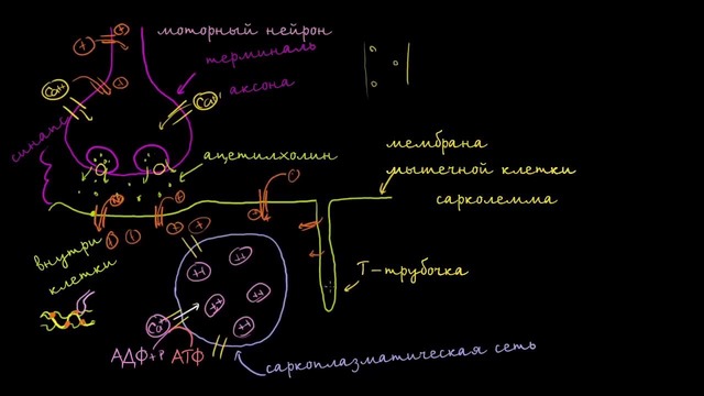 Роль саркоплазматической сети в мышечных клетках