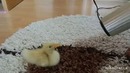Я милая уточка