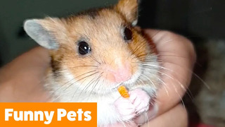 Cutest Funny Animals | Funny Pet Videos