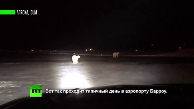 На Аляске белые медведи пробрались на территорию аэропорта