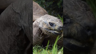 Jonathan the tortoise is the world’s oldest animal at the age of 191