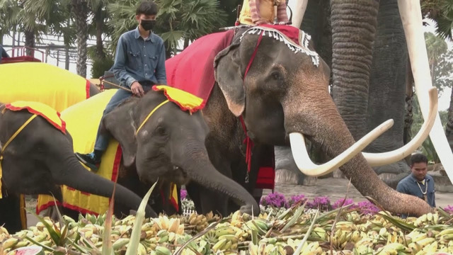 Грандиозный пир устроили для слонов в Таиланде