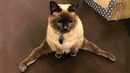 The funniest animals / Fun with cats and dogs 2024 / LA #207