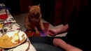 Кот, который дает лапу