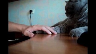 Противостояние кота и человека