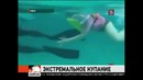 Американские супруги устроили 5-летней дочери купание в море с акулами