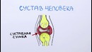 Научпок – Вредно ли хрустеть костяшками пальцев