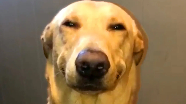 Guilty Pet Face Reactions | Funny Pet Videos