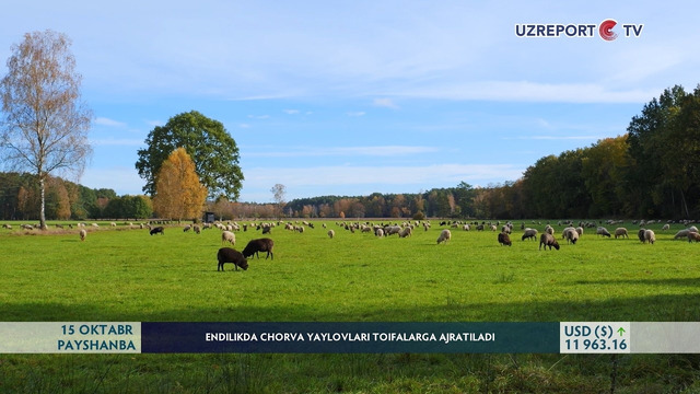 Endilikda chorva yaylovlari toifalarga ajratiladi