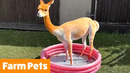 Funniest Farm Animals | Funny Pet Videos