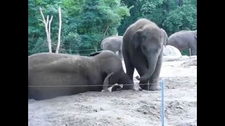 Слоненок, который просто хочет поиграть
