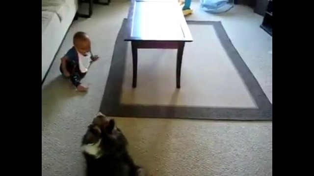 Собака играет с малышом