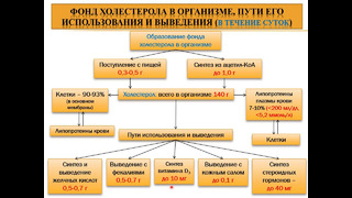 Обмен холестерина