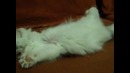 Котенок спит как убитый