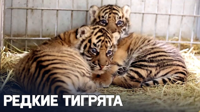 Двух суматранских тигрят представили публике в зоопарке Франции