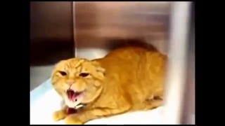 Funny Cat Videos Ever Part 1