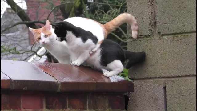 Неловкая ситуация двух котов на заборе
