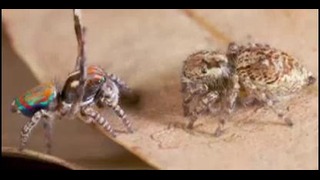 Брачный танец паука павлина