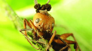3 маленьких, но ОЧЕНЬ ОПАСНЫХ опасных врага колонии муравьёв