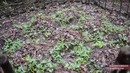 Primitive Technology: Sweet potato patch