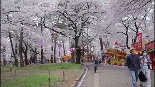 Япония – Любование сакурой, Ханами (やっと花見に行ってきた)