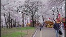 Япония – Любование сакурой, Ханами (やっと花見に行ってきた)