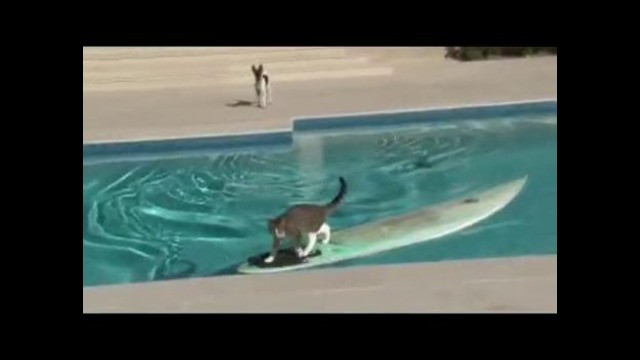 Забавное спасение кошака на доске для серфинга