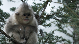Close Call for Baby Snub-Nosed Monkey | 4K UHD | China: Nature’s Ancient Kingdom | BBC Earth