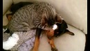 Заботливый котик