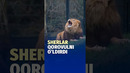Parkentdagi xususiy hayvonot bog‘ida sherlar qorovulni tishlab o‘ldirdi
