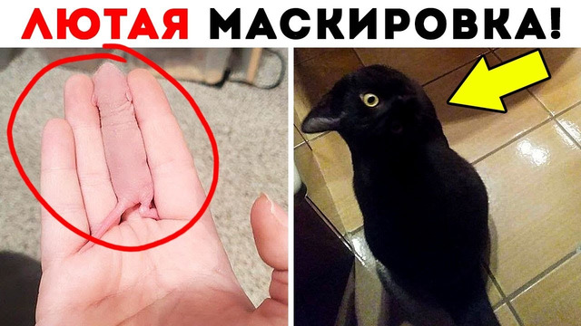 55 Лютых Гениев Маскировки