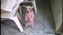 Лучшие приколы за неделю выпуск 19