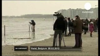 Кашалот выбросился на бельгийский пляж