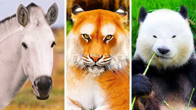Сможете ли вы узнать этих животных без их знаменитых узоров